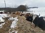 Корови на снігу