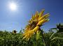 Спека в Україні негативно вплине на посіви сої, кукурудзи та соняшника