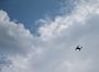 У Німеччині помітили дрони над полігоном, де тренуються українські військові