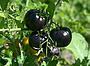 «Чорний принц» — окраса томатної «плантації»