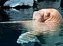 Усипили моржиху Фрею: у Норвегії спалахнув скандал