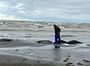 На узбережжі Каспійського моря знайшли вже 2500 загиблих тюленів