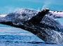 В Австралії кит врізався в човен з людьми