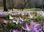 У Стрийському парку Львова розцвіли перші крокуси (ФОТО)