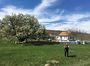 На Одещині зацвіла прадавня груша (ФОТО)