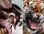 Стоматологи вставили тигриці золоту коронку
