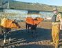 Корови з розбомбленої ферми знайшли прихисток на Дрогобиччині